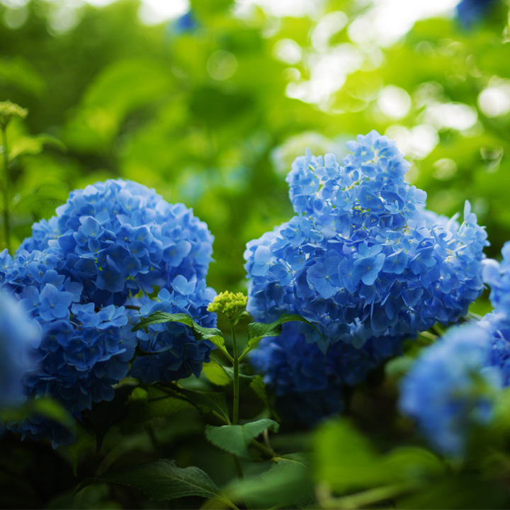 雨のさかさもみじと紫陽花