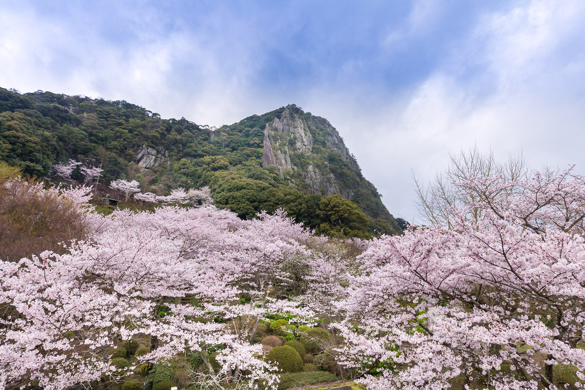 御船山と約2000本の桜