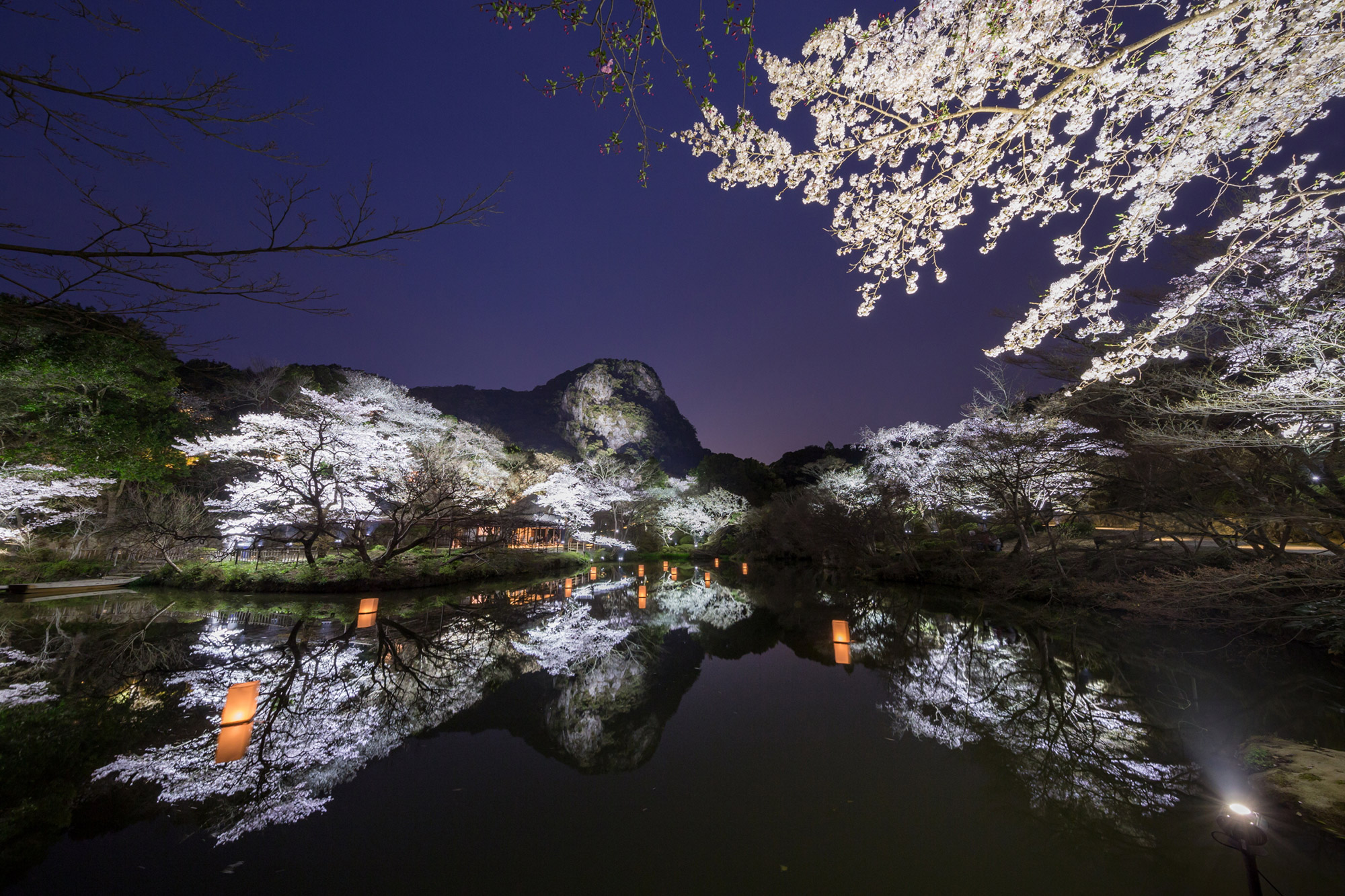 桜のライトアップ