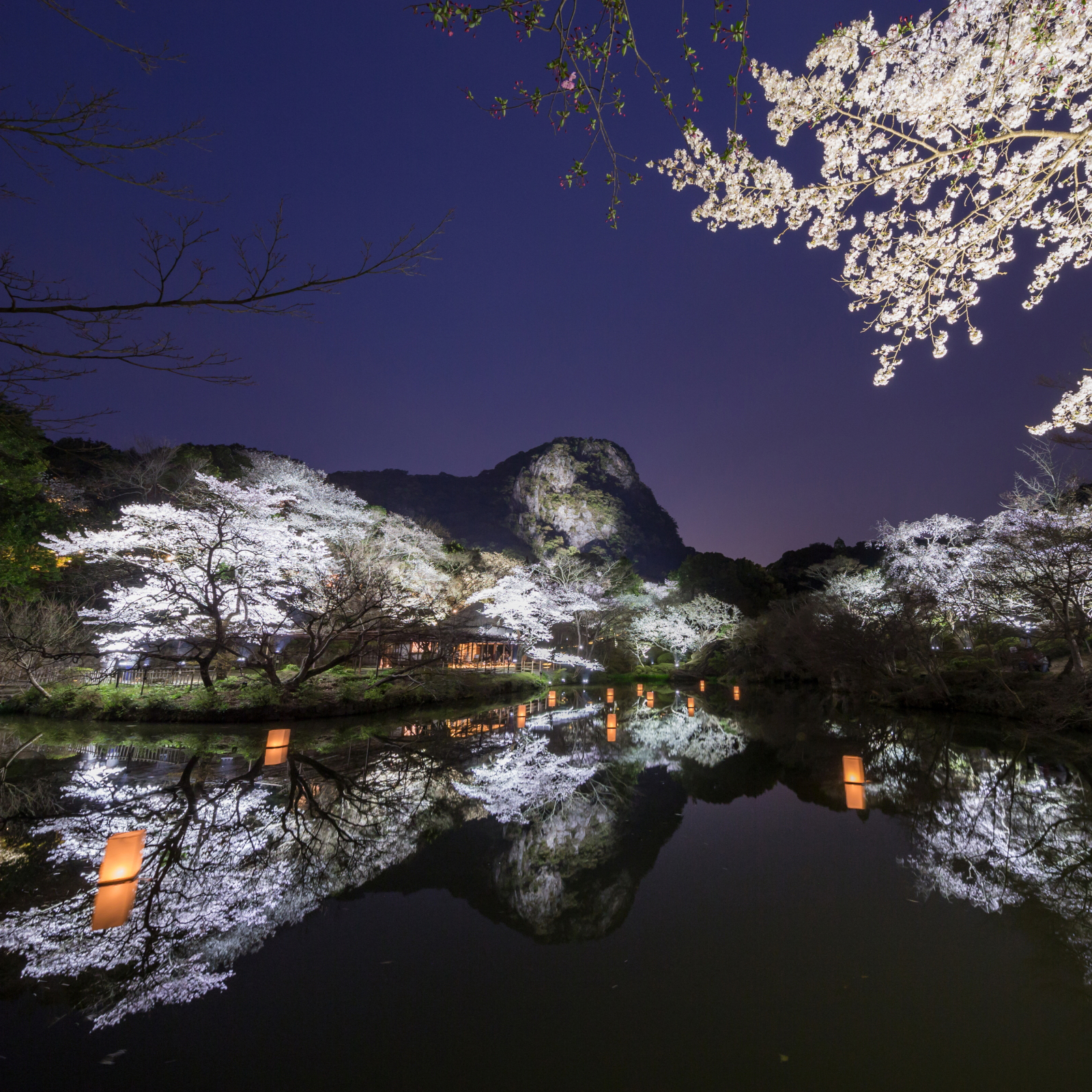 花まつり−桜